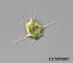 Attēlu rezultāti vaicājumam “Neckera complanata sporophyte”