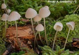 Attēlu rezultāti vaicājumam “Mycena filopes”