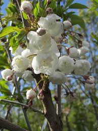 Attēlu rezultāti vaicājumam “Prunus avium flower”