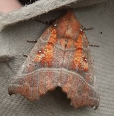 Attēlu rezultāti vaicājumam “Scoliopteryx libatrix”