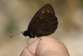 Attēlu rezultāti vaicājumam “Erebia aethiops”