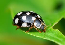 Attēlu rezultāti vaicājumam “Calvia quatuordecimguttata”