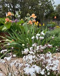Attēlu rezultāti vaicājumam “Lychnis flos-cuculi flower”