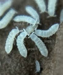 Attēlu rezultāti vaicājumam “Eulithis sp.”