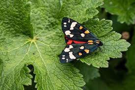 Attēlu rezultāti vaicājumam “Callimorpha dominula larva”