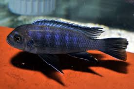 Risultati immagini per cynotilapia pulpican
