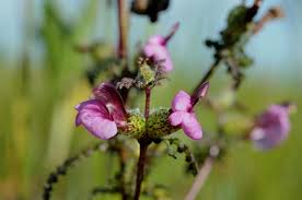 Attēlu rezultāti vaicājumam “Pedicularis palustris flower”