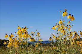 Attēlu rezultāti vaicājumam “Cinna latifolia”