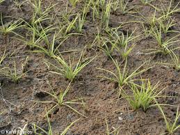 Attēlu rezultāti vaicājumam “Isoetes echinospora”