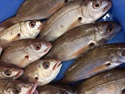 Image result for Pagellus bogaraveo