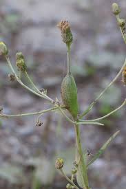 Attēlu rezultāti vaicājumam “Aulacidea hieracii”