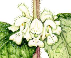 Attēlu rezultāti vaicājumam “Lamium album flower”