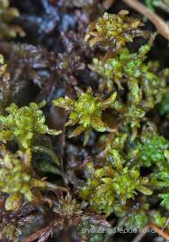 Attēlu rezultāti vaicājumam “Sphagnum subsecundum”