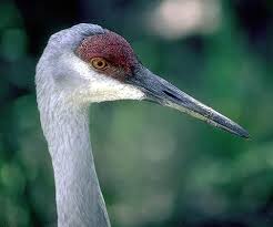 Attēlu rezultāti vaicājumam “Grus grus eggs”