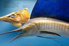 Image result for Xiphias gladius