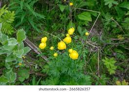 Attēlu rezultāti vaicājumam “Trollius europaeus leaf”