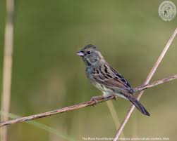 Image result for Emberiza spodocephala