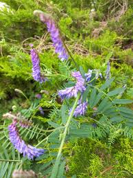 Attēlu rezultāti vaicājumam “Vicia cracca bud”