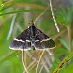 Attēlu rezultāti vaicājumam “Pyrausta cingulata”