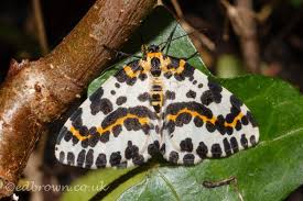 Attēlu rezultāti vaicājumam “Abraxas grossulariata”