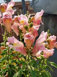 Image result for Antirrhinum majus