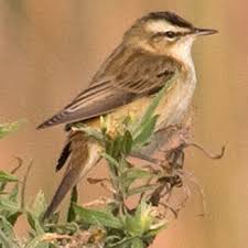Attēlu rezultāti vaicājumam “Acrocephalus schoenobaenus adult”