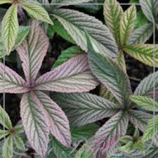 Image result for Rodgersia chocolate wings