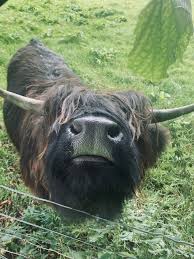 Image result for Poloc Cricket Club