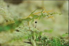 Attēlu rezultāti vaicājumam “Barbeyella minutissima”