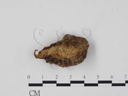 Attēlu rezultāti vaicājumam “Cribraria cancellata”