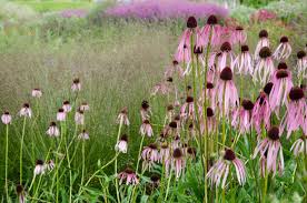 Image result for Echinacea pallida