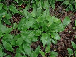 Attēlu rezultāti vaicājumam “Hieracium murorum leaf”