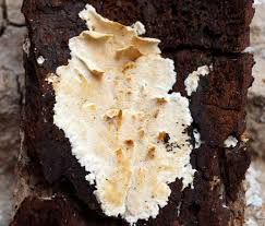 Attēlu rezultāti vaicājumam “Antrodiella faginea”