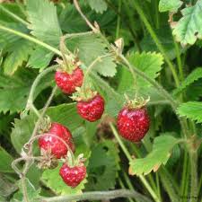 Attēlu rezultāti vaicājumam “Fragaria moschata”