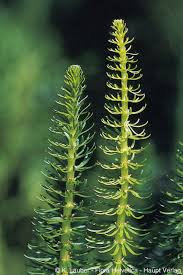 Attēlu rezultāti vaicājumam “Hippuris vulgaris leaf”