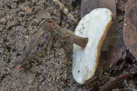 Attēlu rezultāti vaicājumam “Polyporus melanopus”