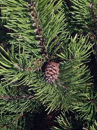Attēlu rezultāti vaicājumam “Pinus mugo fruit”