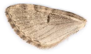 Attēlu rezultāti vaicājumam “Eupithecia exiguata”