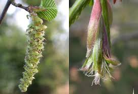 Attēlu rezultāti vaicājumam “Carpinus betulus female flower”