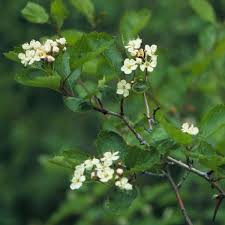 Attēlu rezultāti vaicājumam “Crataegus douglasii”