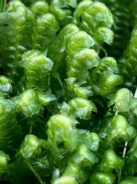 Attēlu rezultāti vaicājumam “Dicranum bonjeanii”