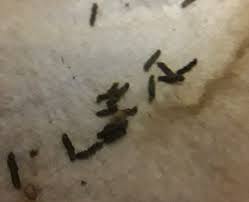 Image result for insect poop