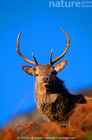 Attēlu rezultāti vaicājumam “Cervus elaphus”