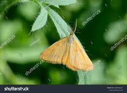 Attēlu rezultāti vaicājumam “Lythria cruentaria”