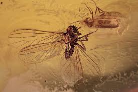 Attēlu rezultāti vaicājumam “Coniopterygidae”