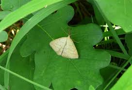Attēlu rezultāti vaicājumam “Polypogon tentacularius”
