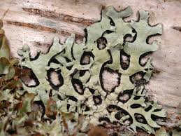 Attēlu rezultāti vaicājumam “Hypotrachyna sp.”