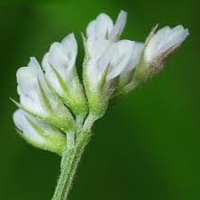 Attēlu rezultāti vaicājumam “Vicia hirsuta flower”