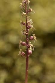Attēlu rezultāti vaicājumam “Listera cordata fruit”