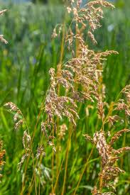 Attēlu rezultāti vaicājumam “Poa trivialis flower”